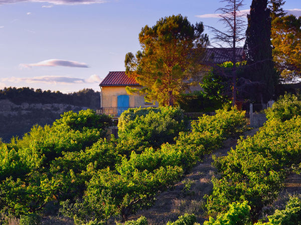 excursion vignobles provence